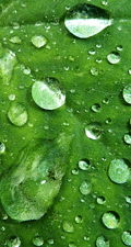 Rainwater